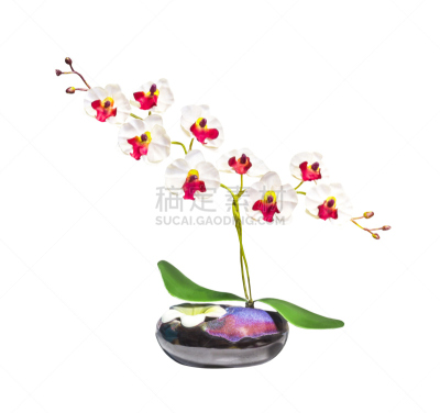 兰花,白色背景,人造的,水平画幅,spa美容,夏天,生日,明亮,花束,花蕾