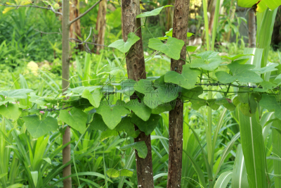 葫芦,常春藤,十字转门,倒钩,体育界,水平画幅,绿色,无人,树梢,金属丝