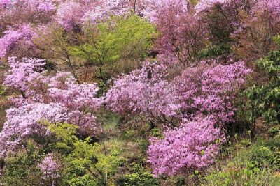 杜鹃花,山,小虾花,自然,美,水平画幅,绿色,无人,日本,春天