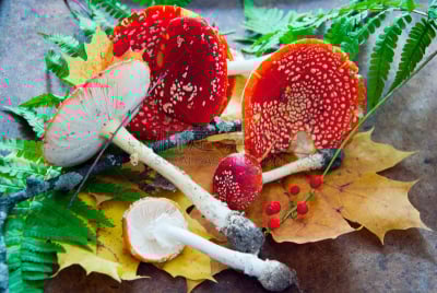 毒蝇菇,褐色,水平画幅,秋天,无人,九月,蘑菇,户外,自然美,毒蘑菇
