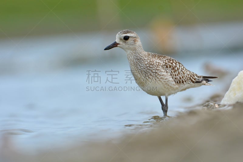 灰斑鸠,鸟类,灰斑鸻,鸻,红树林生境,动物迁徙,美,水平画幅,户外,泰国