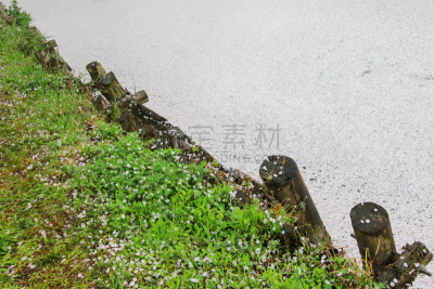 川越,崎玉县,日本,春天,河流,花瓣,樱之花,吉野樱花,花见节,运河