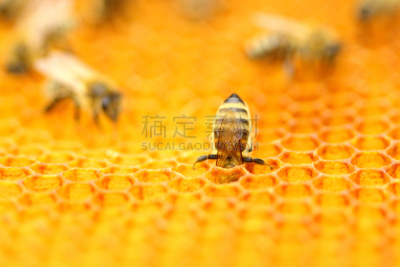 六边形,蜜蜂,水平画幅,形状,忙碌,蜂蜡,特写,动物主题,蜡