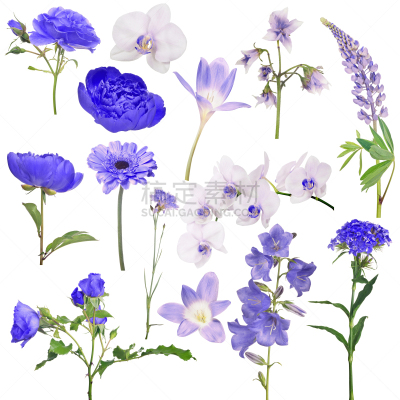 白色,蓝色,彩色图片,分离着色,玫瑰,兰花,背景分离,图像,花朵,组物体