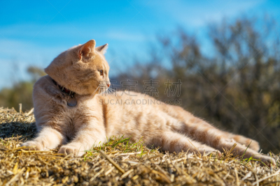 红色,猫,稻草,太阳,天空,白昼,自然美,春天,背景分离,华贵