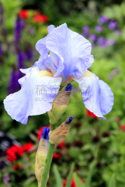 dalmation iris,大麦町犬的虹膜,垂直画幅,芳香的,无人,园艺,户外,特写,仅一朵花,开花时间间隔