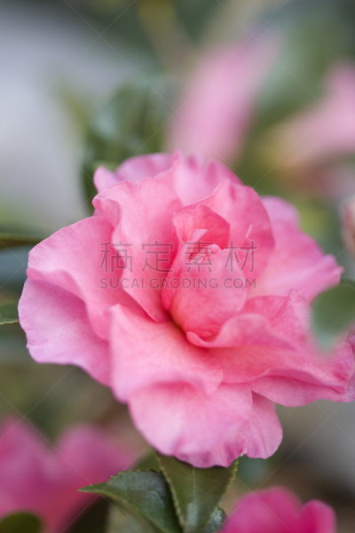茶花,垂直画幅,红色,春天,冬天,无人,东京,日本,关东地区,特写