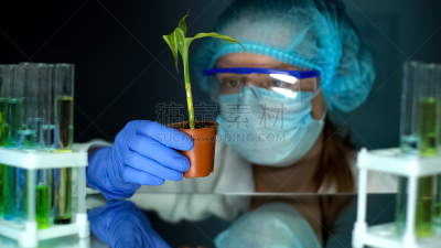 转基因,实验室,食品,音乐指挥,龙血树种植物,生物学家,房室传导系统,科学家,能源