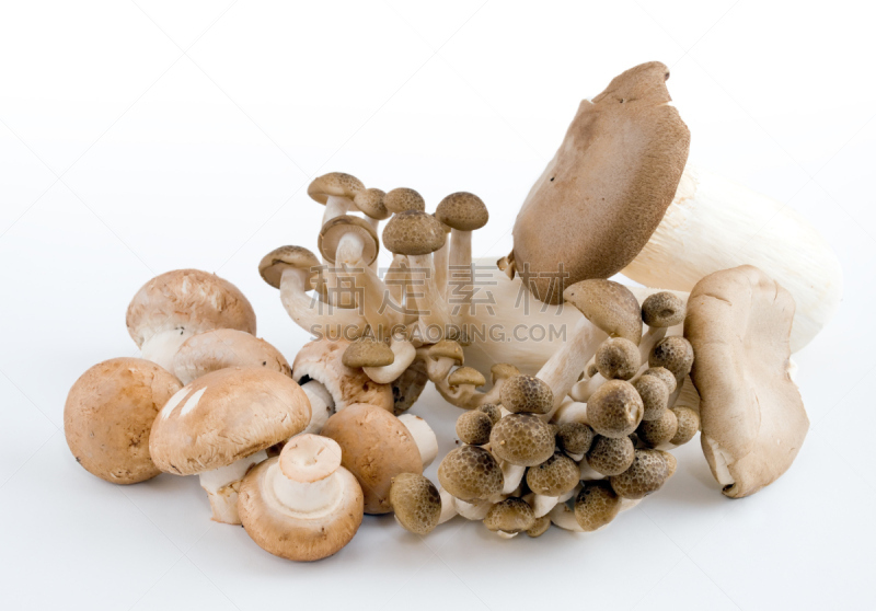蘑菇,草菇,食用菌,菌腮,白蘑菇,一个物体,背景分离,厚的,多样,食品