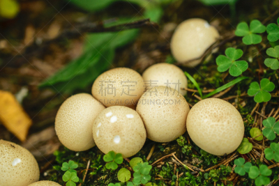 清新,白色,马勃菇,森林,自然界的状态,环境,食品,草,夏天,户外