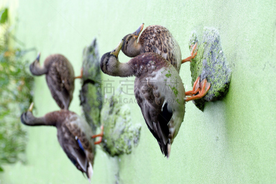 雌性动物,雄性动物,浮萍,四只动物,自然,垂直画幅,水,绿色,鸟类,藻类