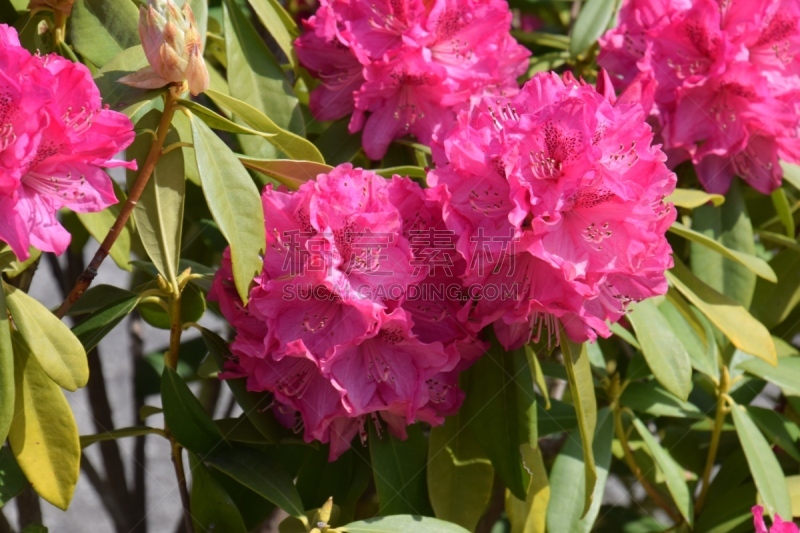 杜鹃花属,美,水平画幅,无人,特写,明亮,花蕾,白色,植物,彩色图片