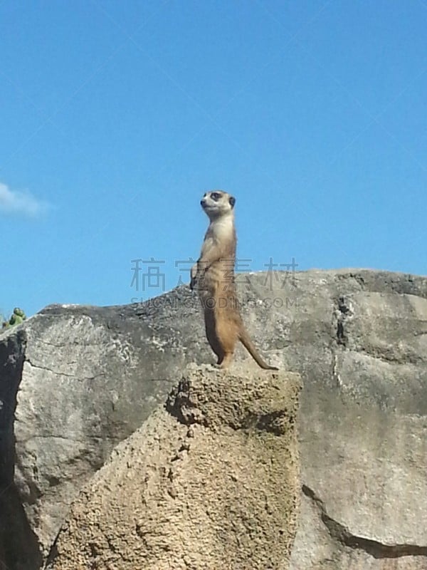 海岛猫鼬,无人,阿根廷,垂直画幅,图像,布宜诺斯艾利斯,动物,摄影