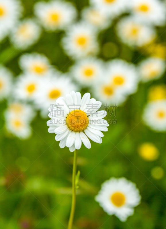 春白菊花,草地,垂直画幅,无人,雏菊族,雏菊,花头,野生植物,野花,摄影