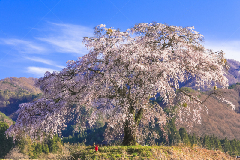 树林,垂枝樱花,地藏菩萨,春天,水平画幅,樱花,2015年,早晨,粉色