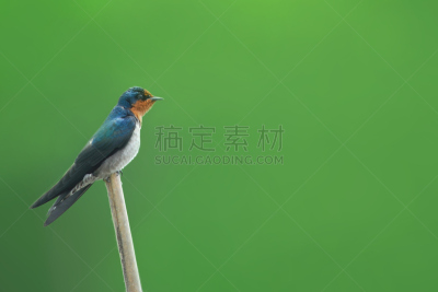 鸟类,枝,家燕,自然美,水平画幅,谷仓,优美,伴侣,野外动物,户外