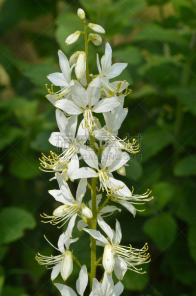 仅一朵花,白色,灌木,白藓皮,垂直画幅,人造的,无人,白藓属,芸香科,夏天