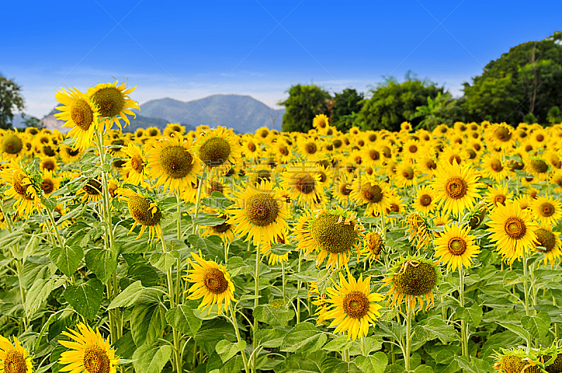 向日葵,田地,自然,草地,水平画幅,无人,夏天,户外,黄色,农业