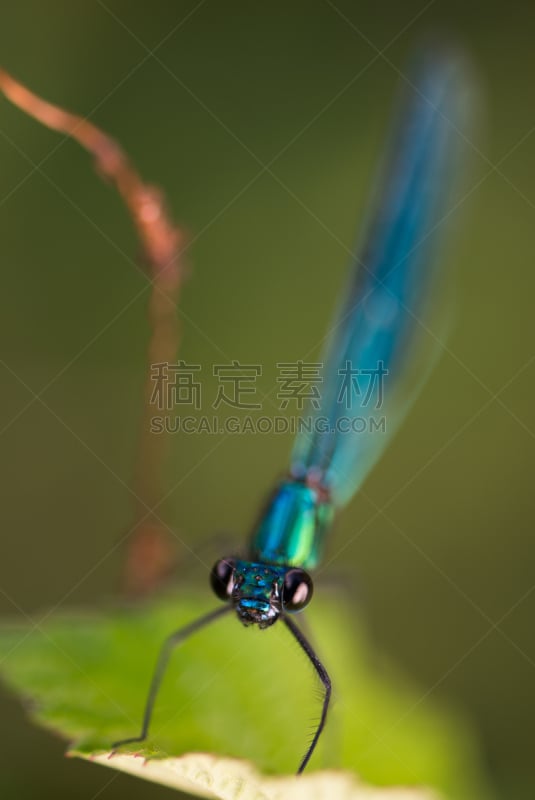 草,蜻蜓,草地,圣塞西莉亚,豆娘,垂直画幅,水,动物身体部位,夏天,坐