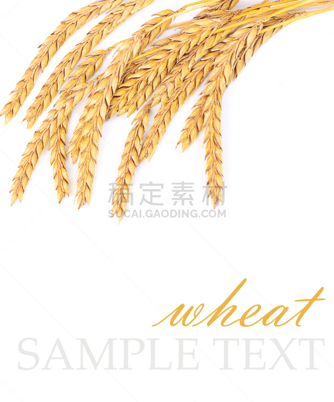 熟的,小麦,动物耳朵,分离着色,白色,垂直画幅,尖的,动物身体部位,夏天,组物体