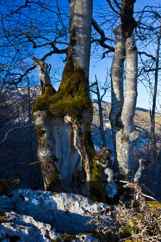 苔藓,山毛榉树,哈雅公主,普拉多林荫道,地球女神,垂直画幅,灵性,公主,智利阿伯椒,户外