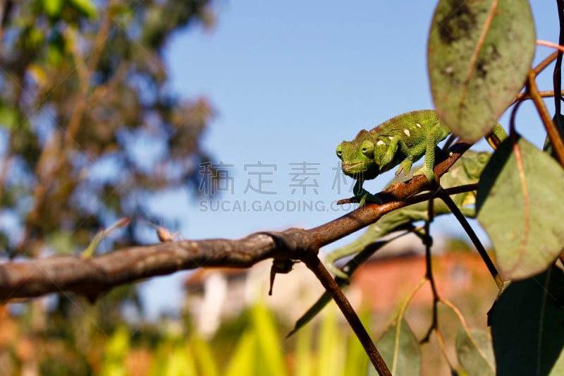 地毯变色龙,濒危物种,露营车,变色龙,自然,野生动物,水平画幅,小的,可爱的,热带雨林