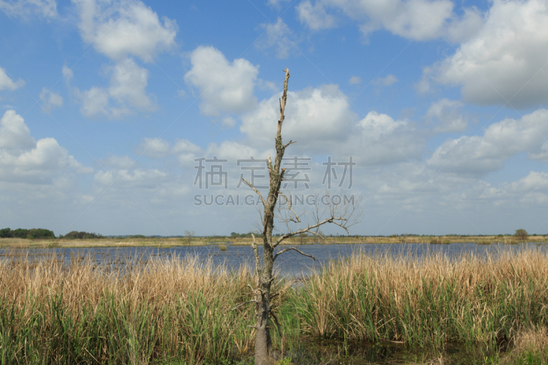 萨瓦那美国家野生生物保护区,野生动物,美国,水平画幅,无人,户外,野生植物,湖,淡水,自然荒野区