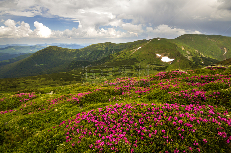 云,杜鹃花属,山,雪,在下面,春天,风景,蓝色,菜园,花