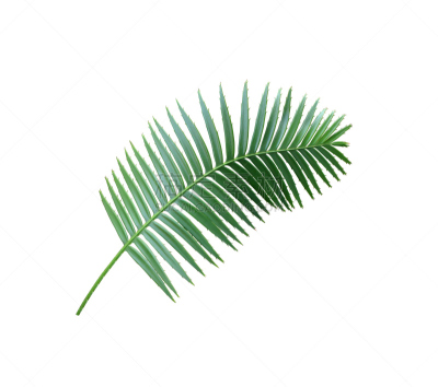 绿色,白色背景,背景分离,棕榈叶,分离着色,水平画幅,spa美容,柳条,椰子,夏天