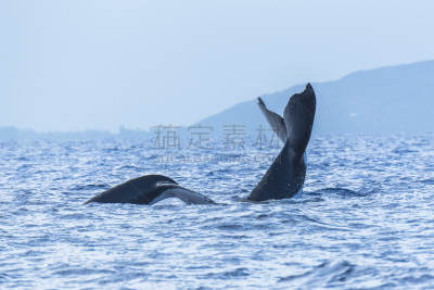座头鲸,水,水平画幅,水下,动物习性,生物学,哺乳纲,尾鳍,热带气候,磷虾