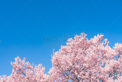 樱花,日本,东京,泉,表现积极,海洋,天空,在下面,派克大街,职业