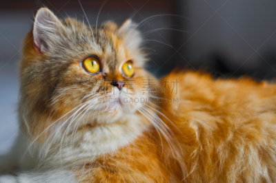野生猫科动物,哺乳纲,宠物,水平画幅,无人,动物,猫科动物,纯种猫,猫式,摄影