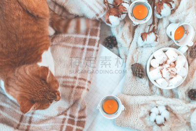背景,秋天,概念,冬天,舒服,家,自然美,饮料,热,棉花软糖