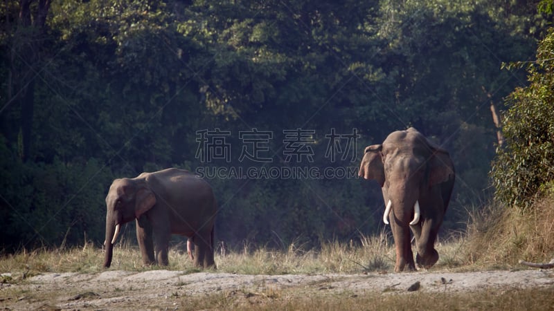 亚洲象,两只动物,野外动物,尼泊尔,特莱,奇旺,自然,稀缺,野生动物,水平画幅