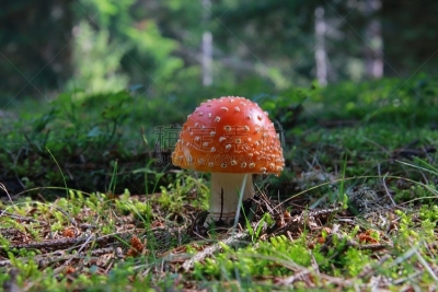 毒蝇菇,食品,技术,背景,真菌,户外,意大利,有毒生物体,屏幕保护,自然