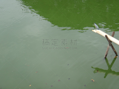 小溪,湖,山雀,秘密行动,小鸟球,标本架,自然,野生动物,水平画幅,高尔夫球运动