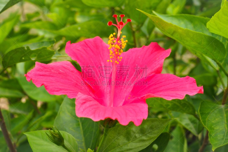 木槿属,红色,水平画幅,无人,性主题,花粉粒,夏天,特写,泰国,仅一朵花