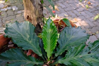 植物,花烛属,叶子,濒危物种,清新,自然界的状态,背景分离,食品,环境,泰国