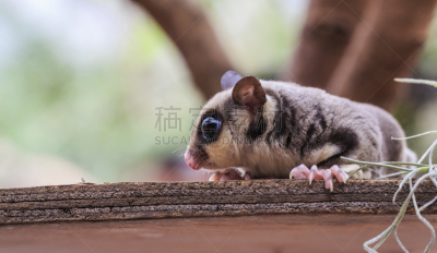 小的,蜜袋鼯,负鼠,squirrel glider,自然,有爪哺乳动物,野生动物,水平画幅,可爱的,生物
