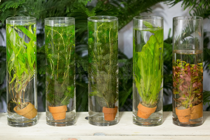 绿藻,伊乐藻属植物,水生植物,水族馆,海草,储油罐,广口瓶,水,美,气候