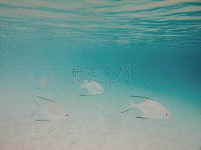 鱼类,自然,水,热带鱼,水平画幅,无人,蓝色,水下,海洋,自然美