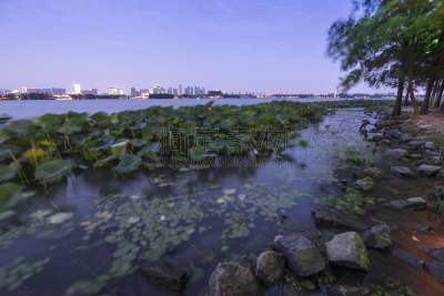 夜晚,滨水,城市天际线,水,公园,荷花,水平画幅,无人,无锡,曙暮光