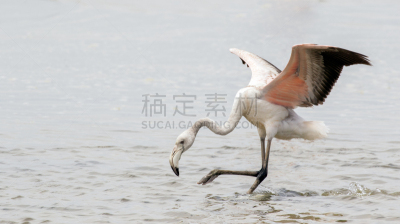 沃尔维斯湾,泻湖,大火烈鸟,纳米比亚,成年的,滩涂,水平画幅,鸟类,海岸地形,户外
