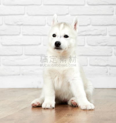 雪橇犬,西伯利亚,可爱的,褐色眼睛,卷舌,友谊港龙虾水利,室内排球,垂直画幅,美,舌头