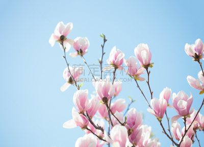 玉兰类,自然美,粉色,光,旱莲,郁金香树,天空,留白,水平画幅,户外