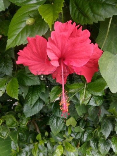 自然,特里加瓦尔区,清新,垂直画幅,图像,美,乌塔兰恰尔邦,花瓣,叶子,春天