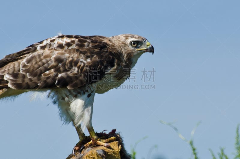 红尾鹰,侧面像,红尾蟒蛇,自然,褐色,野生动物,食肉鸟,水平画幅,鸟类,野外动物