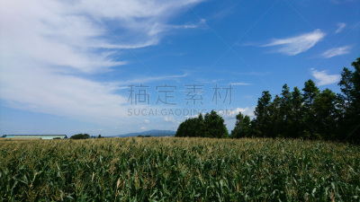 玉米,田地,巨大的,水平画幅,无人,日本,石川县,户外,北海道,顶部