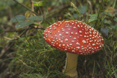 毒蝇菇,野生植物,圣诞帽,灵性,草原,水平画幅,孢子,能源,泥土