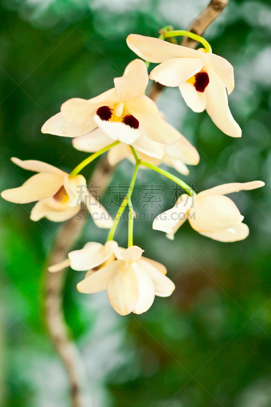 兰花,泰国,垂直画幅,无人,夏天,班戈寇科省,特写,花束,彩色背景,植物